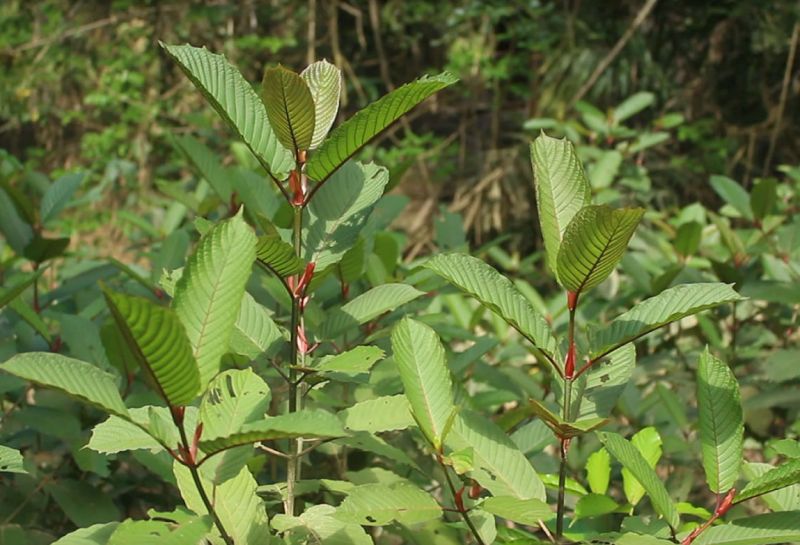 Mitragyna Speciosa. - klikněte pro zobrazení detailu