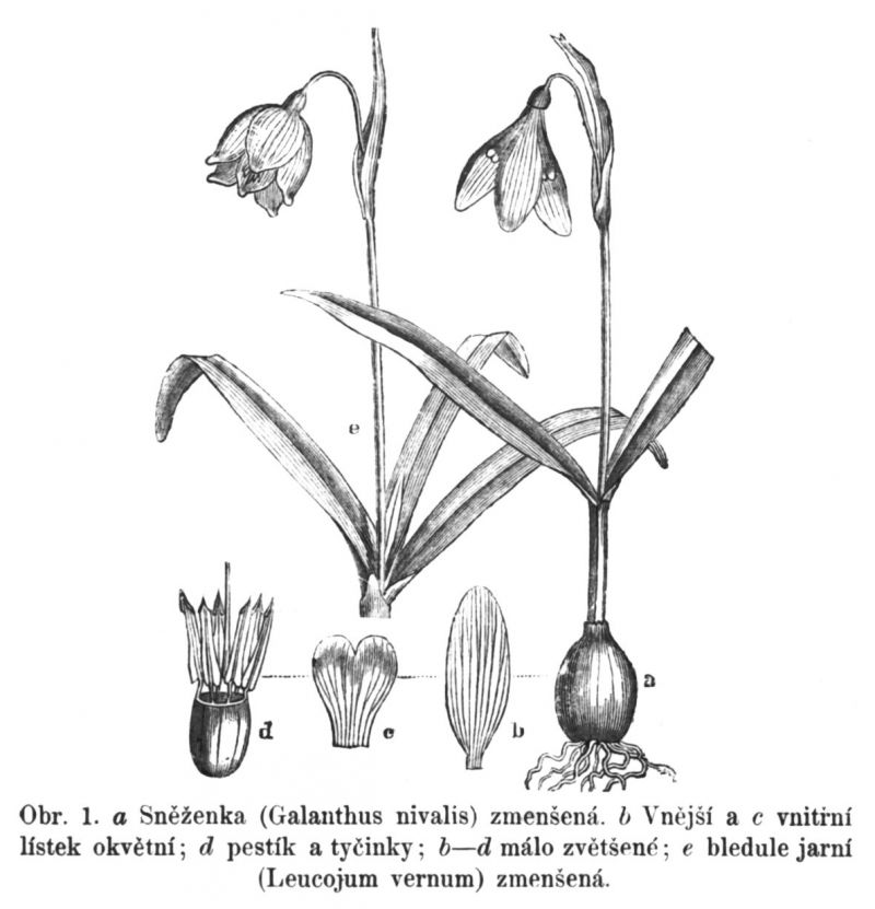 zobrazit detail historického snímku: Sněženka a bledule.